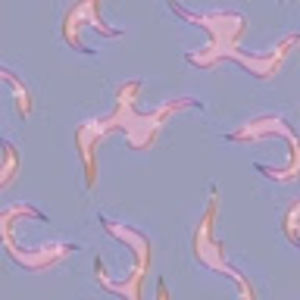 Meet your Posher, Charlotte